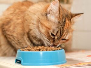 その用語、何を意味する？キャットフードでよく見る専門用語一覧と知っておくメリット