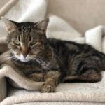 猫の老化のサインとは？見た目の変化から分かるチェックポイントと注意点