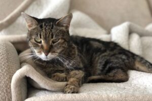 猫の老化のサインとは?見た目の変化から分かるチェックポイントと注意点