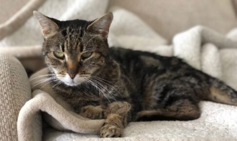 猫の老化のサインとは？見た目の変化から分かるチェックポイントと注意点