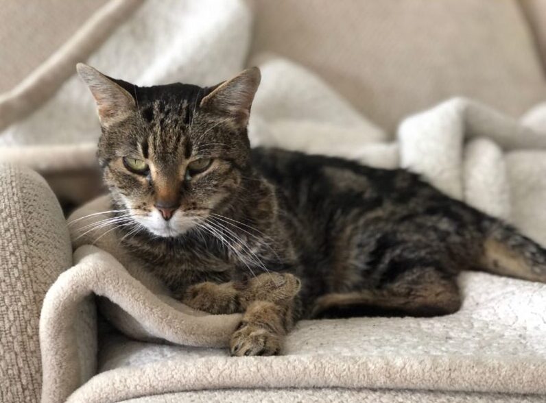 猫の老化のサインとは？見た目の変化から分かるチェックポイントと注意点