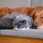 犬と猫をストレスなく一緒に飼うには？相性の良い組み合わせと注意点を解説