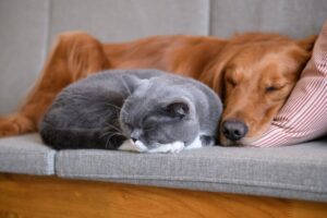 犬と猫をストレスなく一緒に飼うには？相性の良い組み合わせと注意点を解説