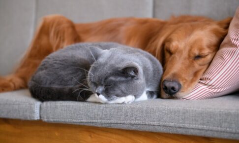 犬と猫をストレスなく一緒に飼うには？相性の良い組み合わせと注意点を解説