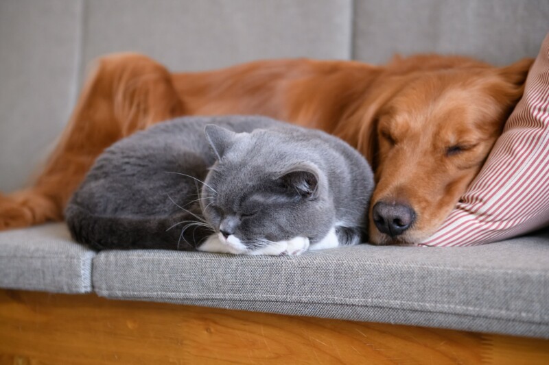 犬と猫をストレスなく一緒に飼うには？相性の良い組み合わせと注意点を解説