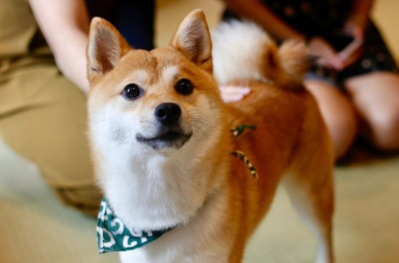 柴犬
