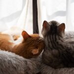 猫の多頭飼いでケンカを防ぐ！相性の見極め方や対策について