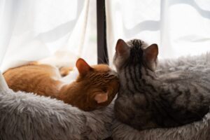 猫の多頭飼いでケンカを防ぐ！相性の見極め方や対策について