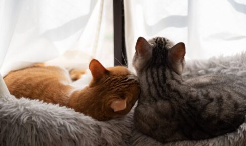 猫の多頭飼いでケンカを防ぐ！相性の見極め方や対策について