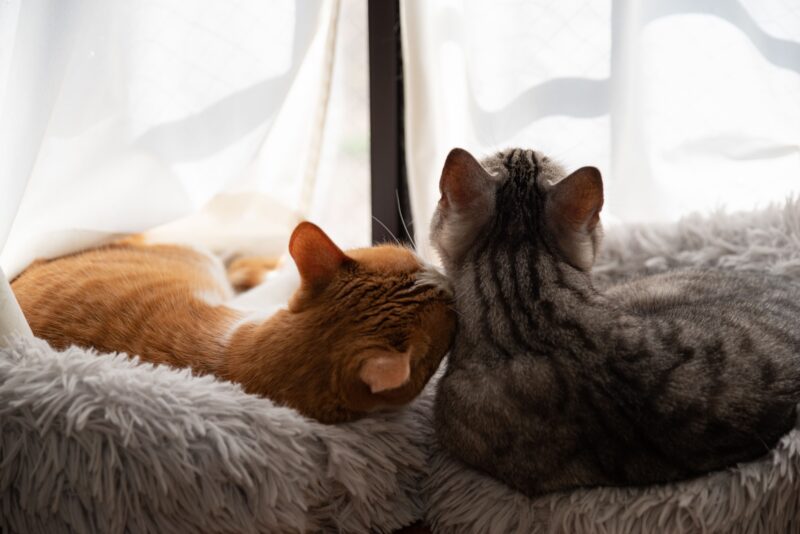 猫の多頭飼いでケンカを防ぐ！相性の見極め方や対策について