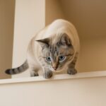猫が高いところから飛び降りるのは危ない？着地の仕組みと注意点