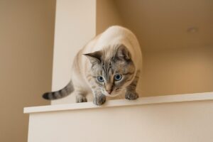 猫が高いところから飛び降りるのは危ない？着地の仕組みと注意点