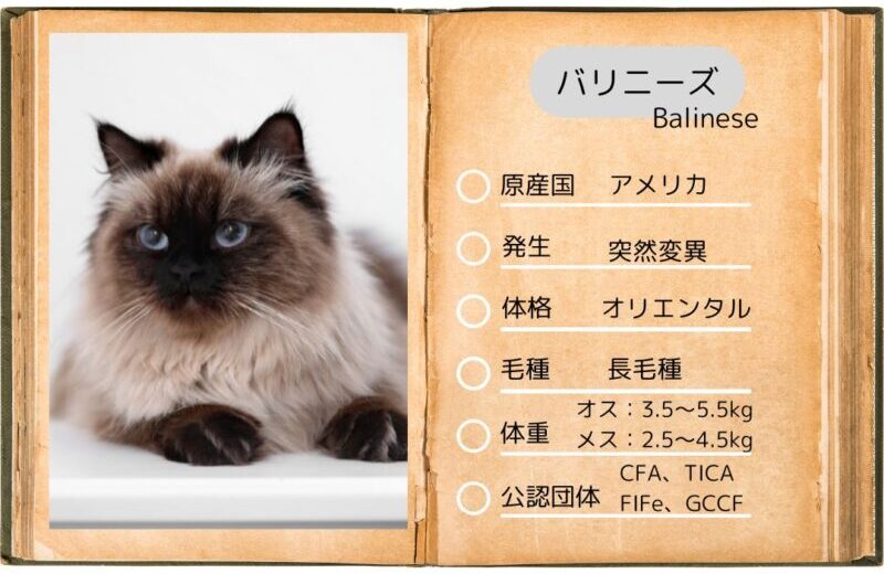 【バリニーズ】性格・飼い方・かかりやすい病気まで完全解説!相性診断つき