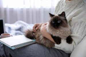 【バリニーズ】性格・飼い方・かかりやすい病気まで完全解説!相性診断つき