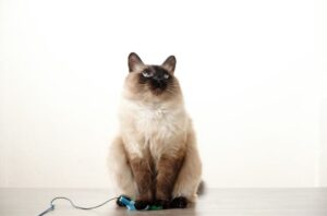 【バリニーズ】性格・飼い方・かかりやすい病気まで完全解説!相性診断つき