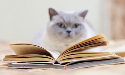 猫手帳があると安心！重要性とメリット、記録する項目について