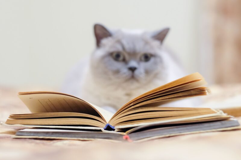 猫手帳があると安心！重要性とメリット、記録する項目について