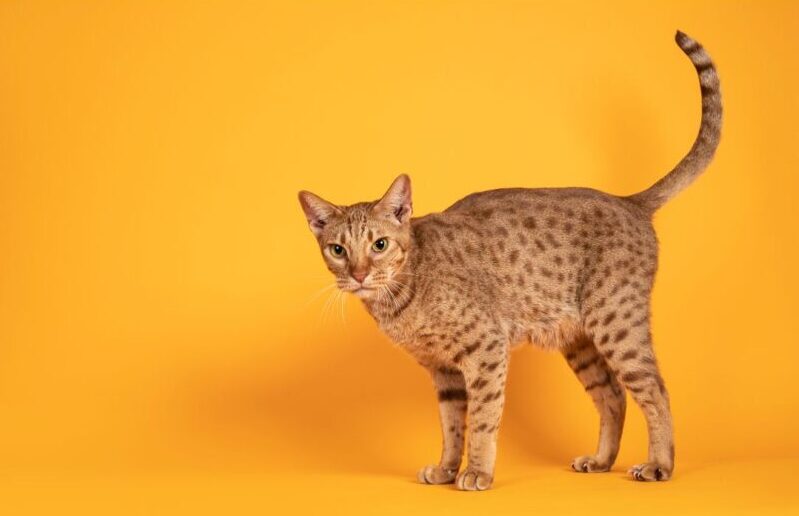 【オシキャット】性格・飼い方・かかりやすい病気まで完全解説|相性診断つき