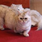 ミヌエットの性格と飼いやすさは？歴史や特徴、飼育のポイントと注意すべき病気