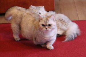 ミヌエットの性格と飼いやすさは?歴史や特徴、飼育のポイントと注意すべき病気