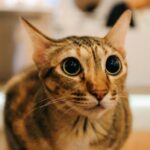 猫の瞳孔が開きっぱなし…何かの異常？興奮してるだけ？病気の可能性と観察ポイント