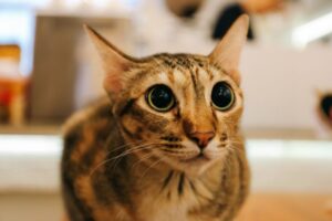 猫の瞳孔が開きっぱなし…何かの異常？興奮してるだけ？病気の可能性と観察ポイント