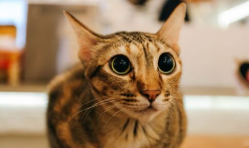 猫の瞳孔が開きっぱなし…何かの異常？興奮してるだけ？病気の可能性と観察ポイント