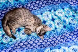 【オシキャット】性格・飼い方・かかりやすい病気まで完全解説|相性診断つき
