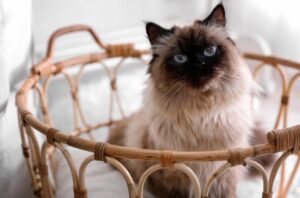 【バリニーズ】性格・飼い方・かかりやすい病気まで完全解説!相性診断つき