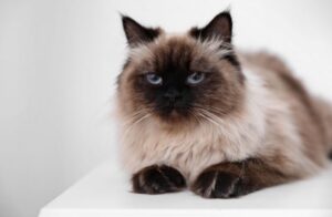 【バリニーズ】性格・飼い方・かかりやすい病気まで完全解説!相性診断つき