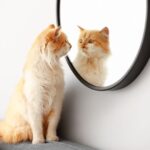 猫が鏡を見るときの心理。自分だとわかってる？慣れさせる必要はある？