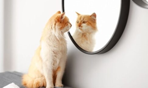 猫が鏡を見るときの心理。自分だとわかってる？慣れさせる必要はある？