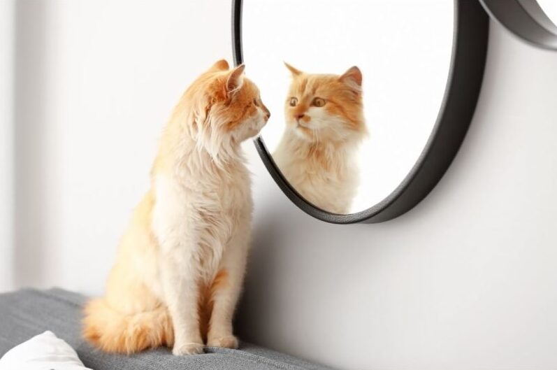 猫が鏡を見るときの心理。自分だとわかってる？慣れさせる必要はある？