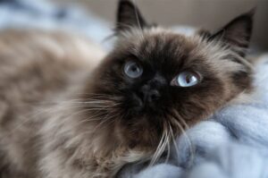 【バリニーズ】性格・飼い方・かかりやすい病気まで完全解説!相性診断つき