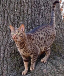 【オシキャット】性格・飼い方・かかりやすい病気まで完全解説|相性診断つき