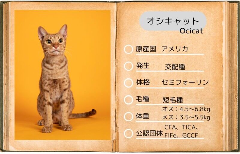 【オシキャット】性格・飼い方・かかりやすい病気まで完全解説|相性診断つき