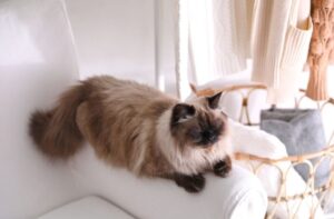 【バリニーズ】性格・飼い方・かかりやすい病気まで完全解説!相性診断つき