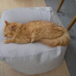 老猫ホームの費用や特徴。高齢猫の第二の家を選ぶ前に知っておきたいこと