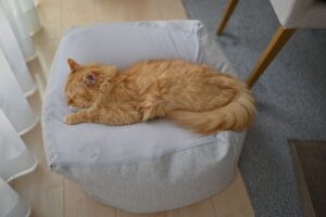 老猫ホームの費用や特徴。高齢猫の第二の家を選ぶ前に知っておきたいこと