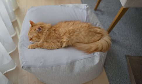 老猫ホームの費用や特徴。高齢猫の第二の家を選ぶ前に知っておきたいこと