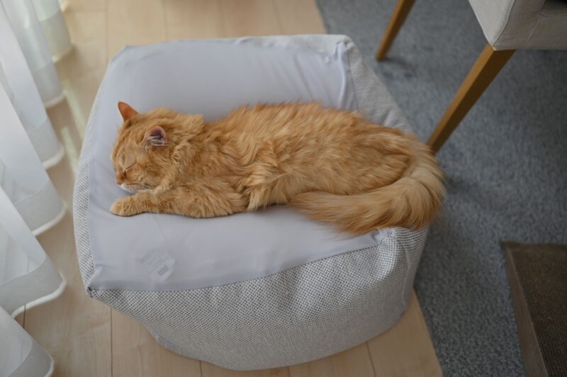 老猫ホームの費用や特徴。高齢猫の第二の家を選ぶ前に知っておきたいこと