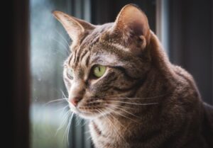 【オシキャット】性格・飼い方・かかりやすい病気まで完全解説|相性診断つき