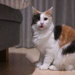 猫のフレーメン反応とは?臭い顔の意味や心理、飼い主ができること