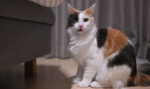 猫のフレーメン反応とは?臭い顔の意味や心理、飼い主ができること
