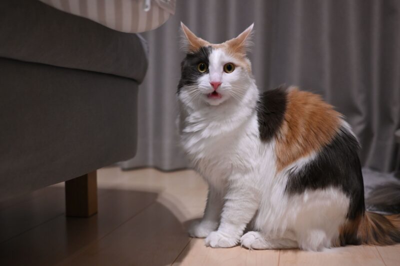 猫のフレーメン反応とは？臭い顔の意味や心理、飼い主ができること