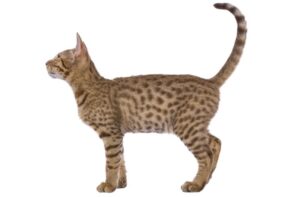 【オシキャット】性格・飼い方・かかりやすい病気まで完全解説|相性診断つき