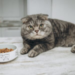 猫は同じキャットフードだと「味」に飽きる？嗜好性と食行動を解説
