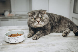 猫は同じキャットフードだと「味」に飽きる？嗜好性と食行動を解説