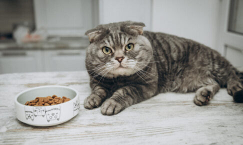 猫は同じキャットフードだと「味」に飽きる？嗜好性と食行動を解説