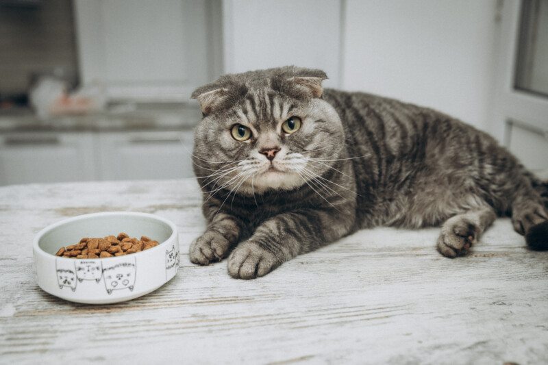 猫は同じキャットフードだと「味」に飽きる？嗜好性と食行動を解説